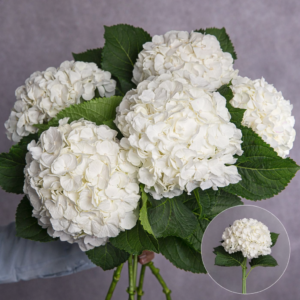 Large White Hydrangea
