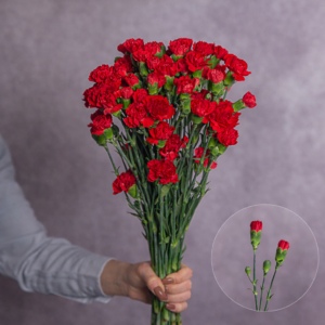 Red Mini Carnations 10 stem bunches