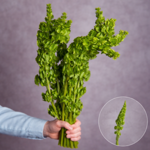 Bells of Ireland 5 stem bunches