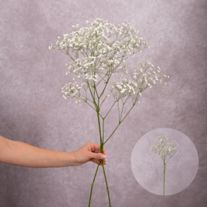 Baby's Breath White 2 stems per bunch
