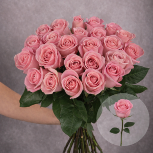 Roses Pink Hermosa 6 stems per bunch
