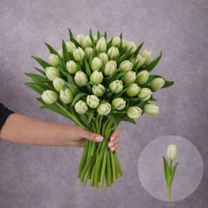 Tulips White Double 10 stems per bunch
