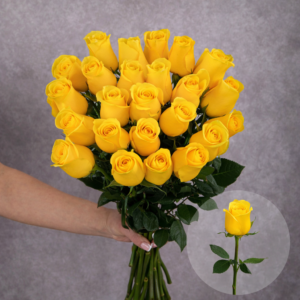Roses Yellow Brighton 6 stems per bunch