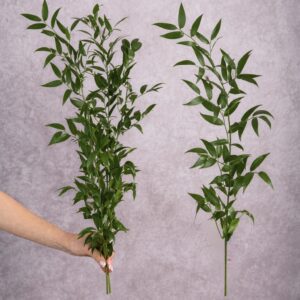 Ruscus Italian 3 stems per bunch