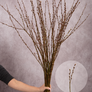 Pussy Willow Branches Tall 10 stems per bunch