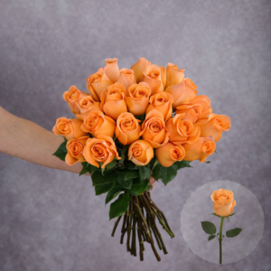 Roses Coral Reef 6 stems per bunch