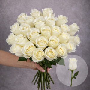 Roses White Proud 6 stems per bunch