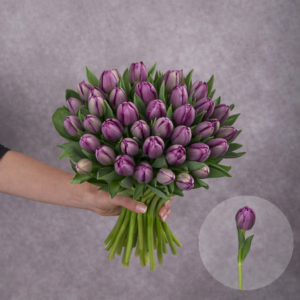 Tulips Purple 10 stems per bunch