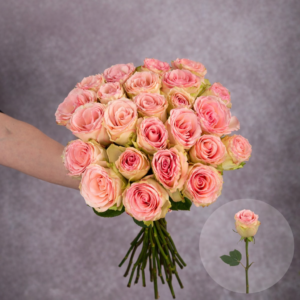 Roses Pink Esperance 6 stems per bunch