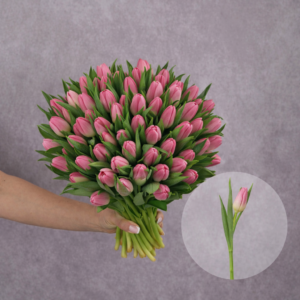 Tulips Pink and White 10 stems per bunch