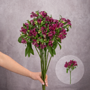 Alstroemeria Purple 10 stems per bunch