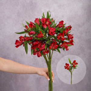 Alstroemeria Red 10 stems per bunch