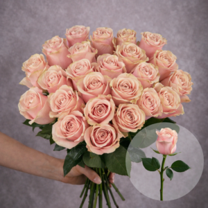 Roses Pink Mondial 6 stems per bunch