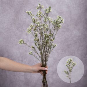 Waxflower White sold by the bunch