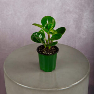 Peperomia Green (4 inches)