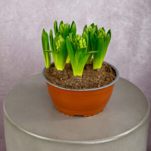 Hyacinth White (8 inches)