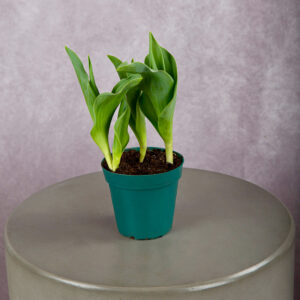 Tulip Plant (4 inches)