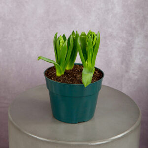 Hyacinth White (6 inches)