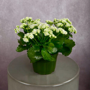 Calandiva White (6 inches)