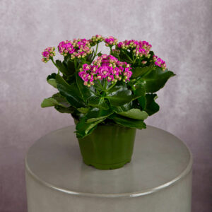 Calandiva Pink (6 inches)