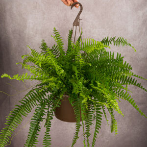 Boston Fern Green Hanging Basket (10 inches)