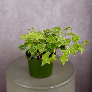 Ivy Variegated (6 inches)
