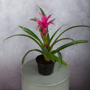 Bromeliad Fuchsia (6 inches)