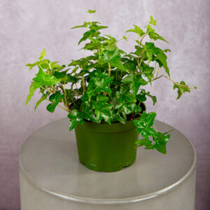 Ivy Green (6 inches)