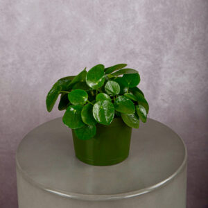 Pilea (6 inches)