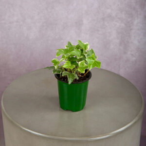 Ivy Variegated (4 inches)